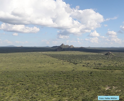 Namibia: entbuschte und verbuschte Fläche nebeneinander.
